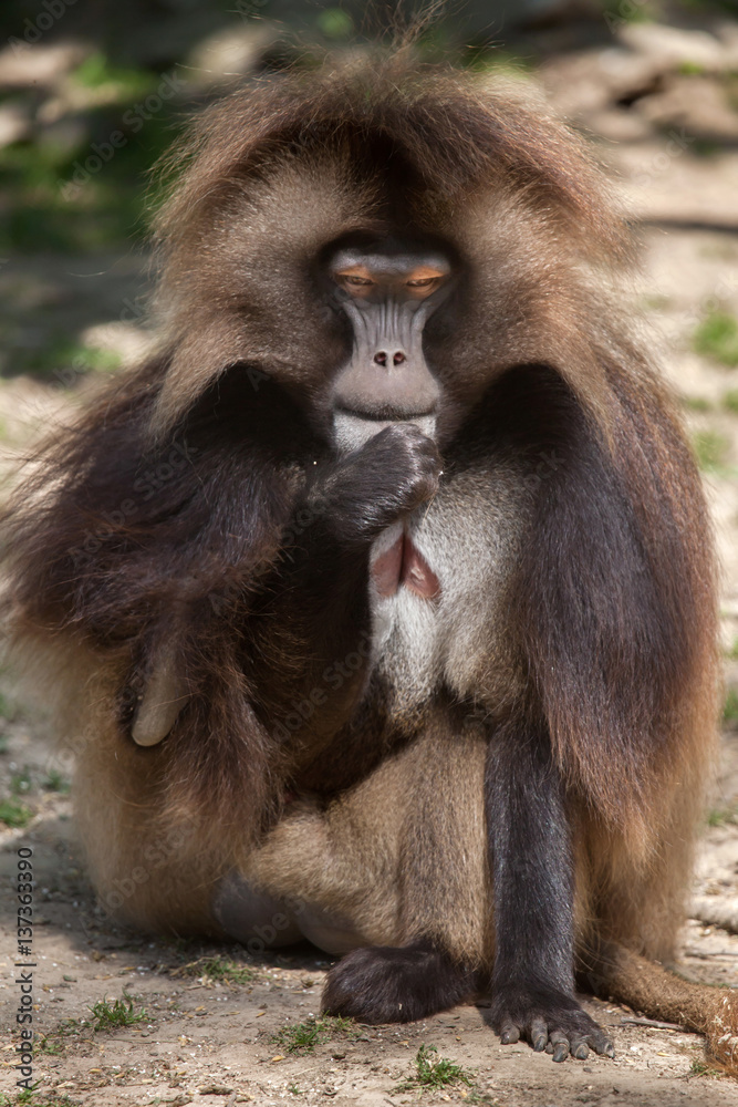 Gelada baboon (Theropithecus gelada)