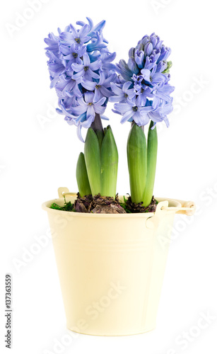 closeup flower purple hyacinth in a pot isolated on white background