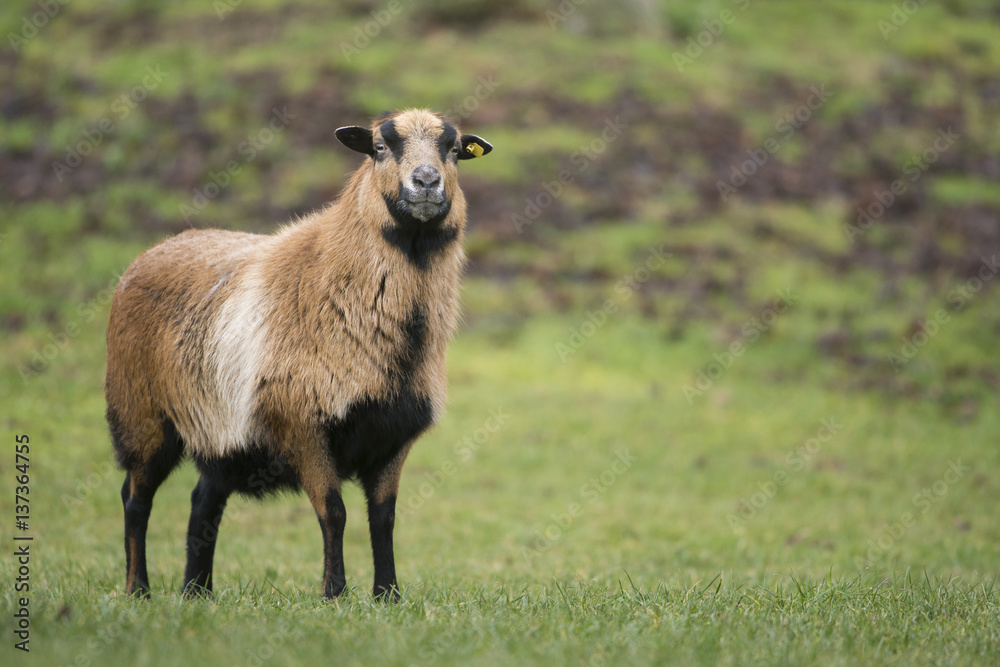 Fototapeta premium Hausschaaf