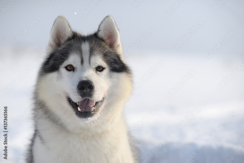 Siberian husky Siberian husky