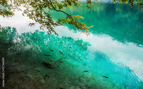 School of fish swimming in a forest lake in the crystal clear turquoise water. Plitvice, National Park, Croatia
