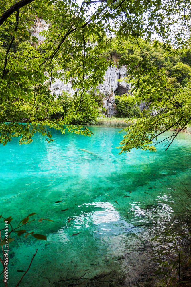 Fish swims beneath the branches of a tree in the lake with turquoise water. Plitvice, National Park, Croatia
