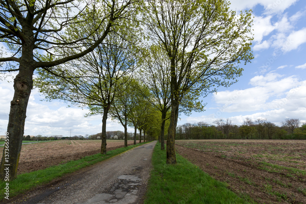 Trees in Row at Krefeld/ Germany Trees in Row at Krefeld/ Germany