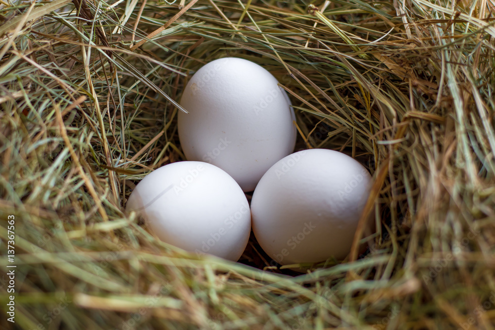 eggs in a straw nest eggs in a straw nest