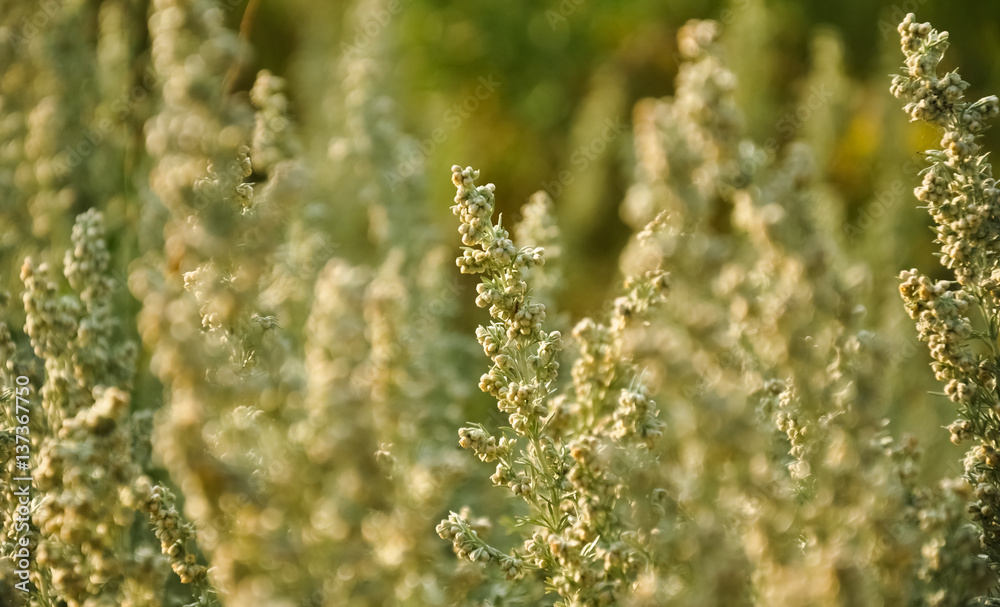 Wild sagebrush macro photo. Wormwood. Absinthe plant