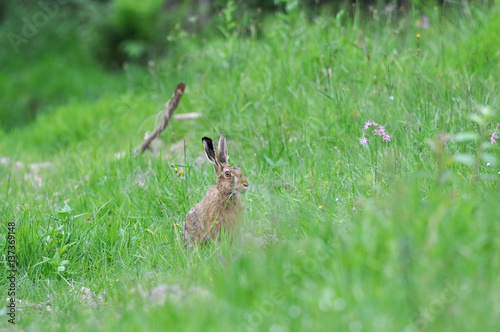 hare © blackmilan
