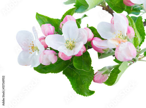 Apple spring tree blossom with green leaves isolated on white background