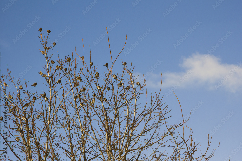 Tree branches with small birds in the park and sky with clouds Tree branches with small birds in the park and sky with clouds