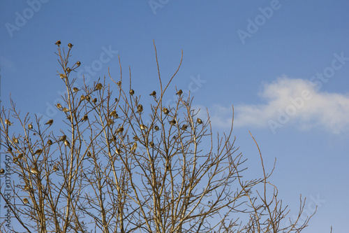 Tree branches with small birds in the park and sky with clouds