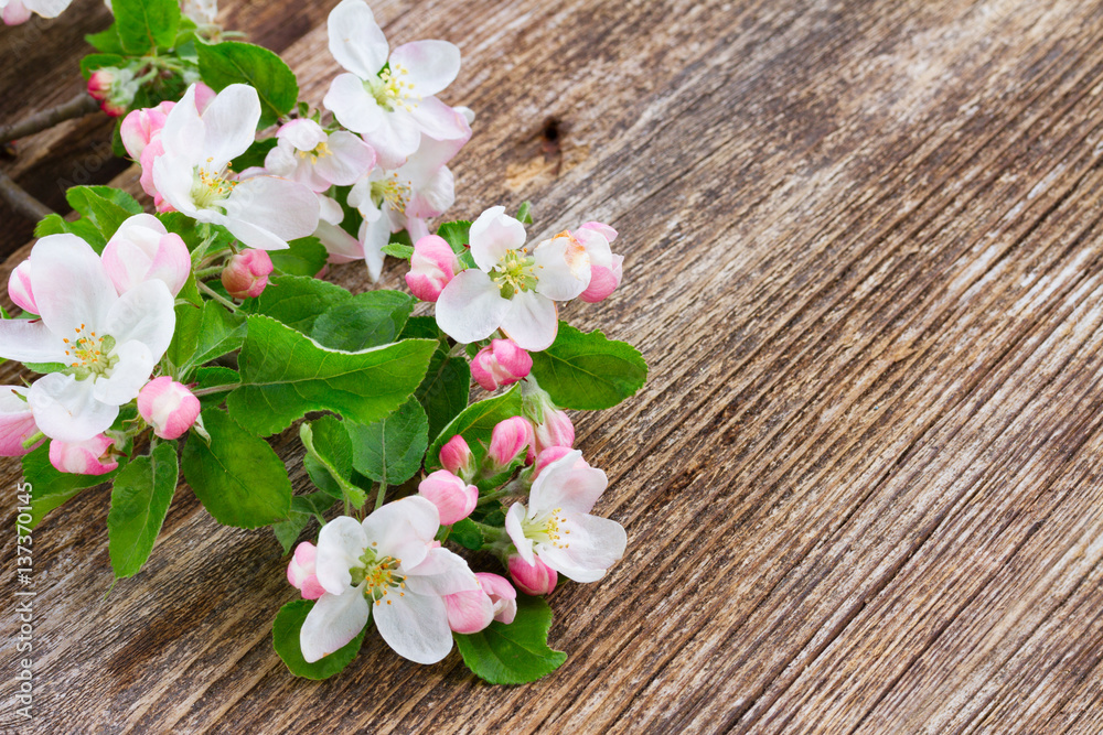 Apple tree blossom with green leaves on wooden textured background