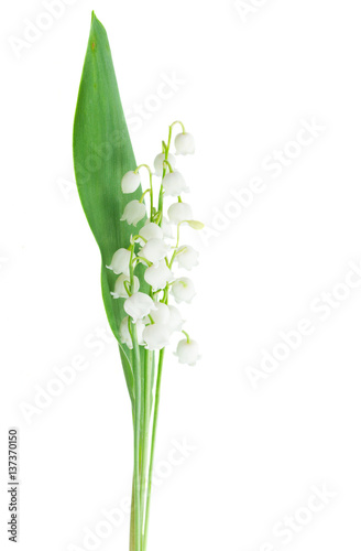 Lilly of the valley flowers and leaves isolated on white background