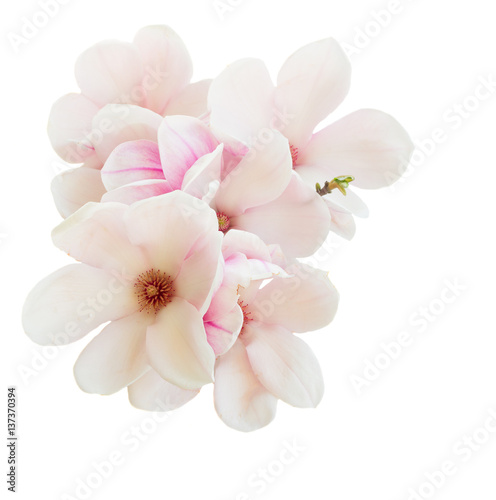Magnolia pink flowers spring blossom isolated on white background