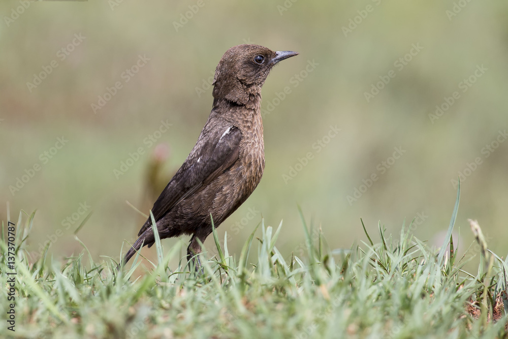 Ant eating chat sitting on grass in the early morning sun Ant eating chat sitting on grass in the early morning sun