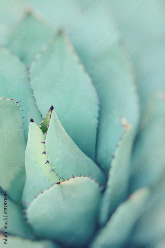 Fotografie Sharp pointed agave plant leaves bunched together.