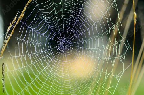 The web is stretched between tall grass stems photo