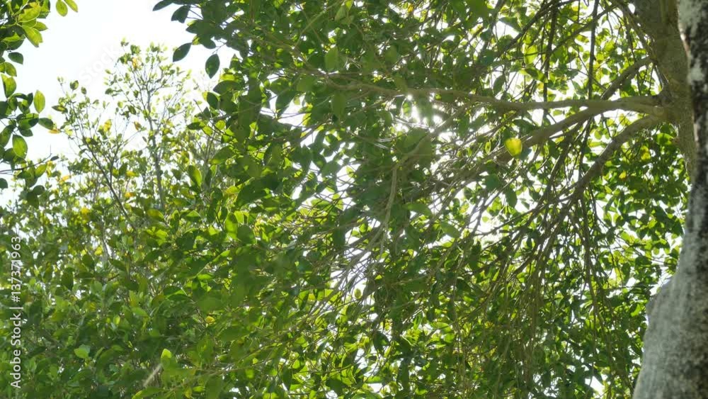 Background of green leaves. The tree leaves in the wind. Background of green leaves. The tree leaves in the wind.