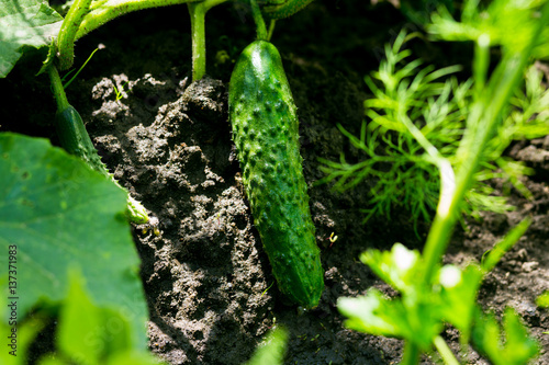 grow cucumbers in the greenhouse Cucumber Farm Harvest cucumber plant.young Cucumber in the garden