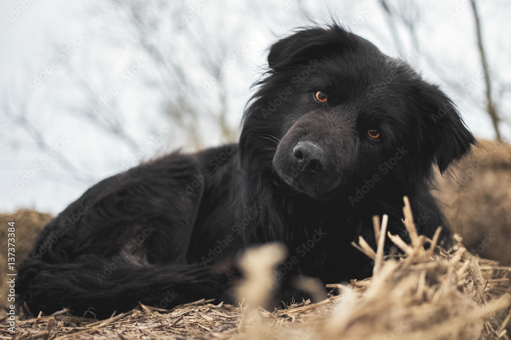 Portrait of a black dog Portrait of a black dog