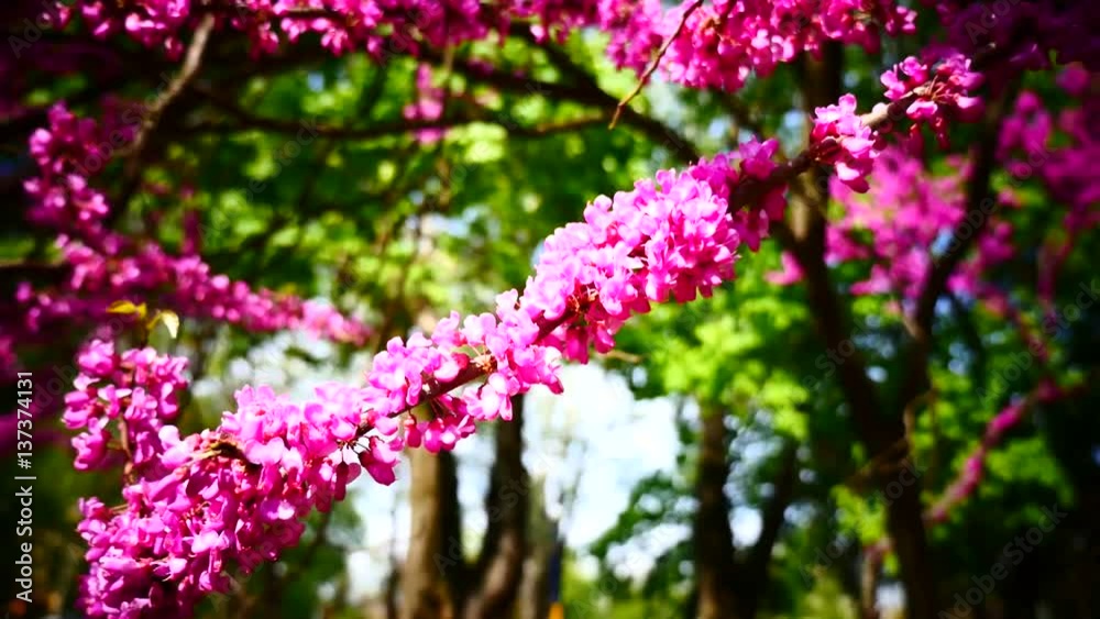 Pink flowers blooming in springtime. Great panoramic scene of blooming pink tree against green leaves background. Medium low angle shallow depth of field tracking slider shot Pink flowers blooming in springtime. Great panoramic scene of blooming pink tree against green leaves background. Medium low angle shallow depth of field tracking slider shot