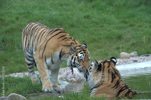 Tiger am Wasser