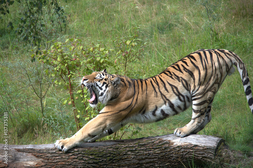 Tiger auf Holzstamm 