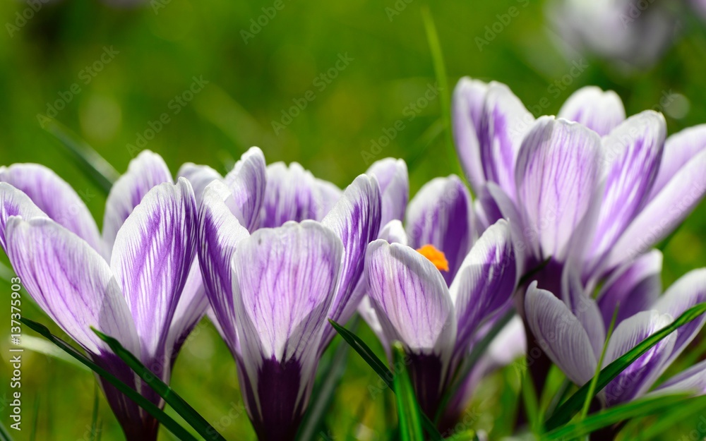 Blooming purple crocus flowers in spring sunlight Blooming purple crocus flowers in spring sunlight