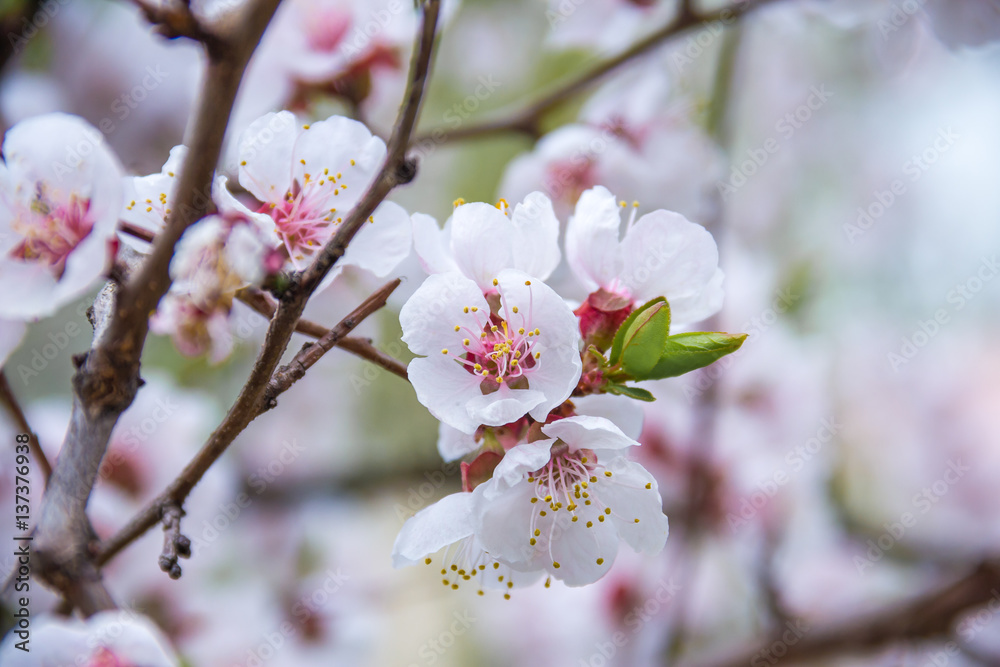 spring flowers apricot on branches apricot spring flowers apricot on branches apricot