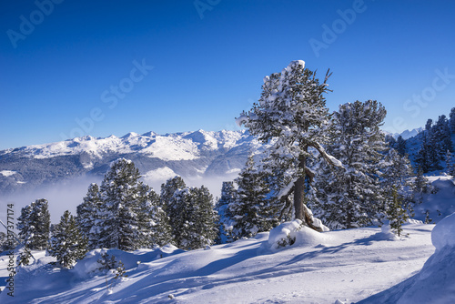 Verschneite Tannen in den Bergen vom Hochzillertal photo