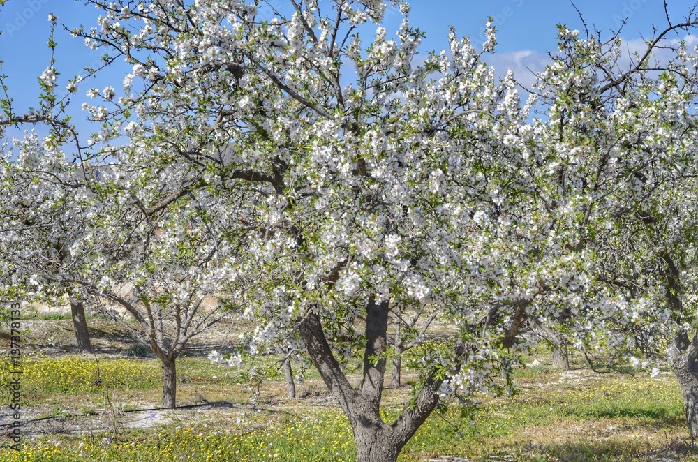 ALMENDRO EN FLOR ALMENDRO EN FLOR