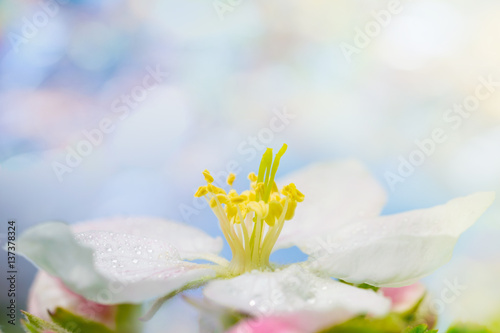 Dewy apple blossom. Spring macro photo with defocused background. May 2016.