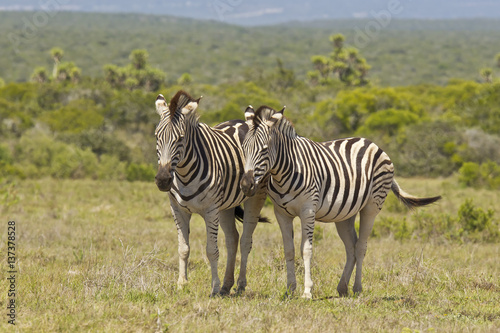 Zebras in the hot African sun