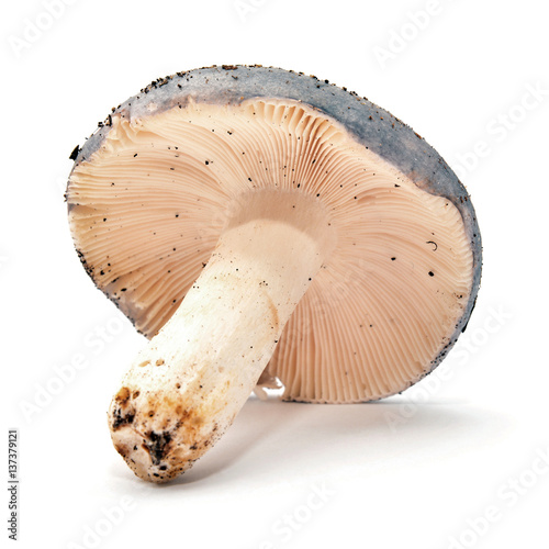 russula mushroom
