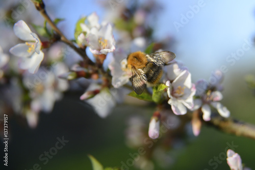 Bumblebee on the flowers of cherry