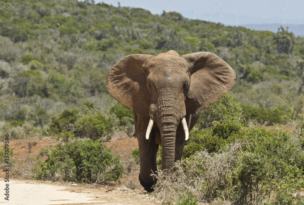 Fototapeta premium Large African elephant walking out of thick bush
