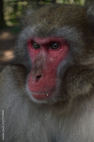 macaqueclose up portrait