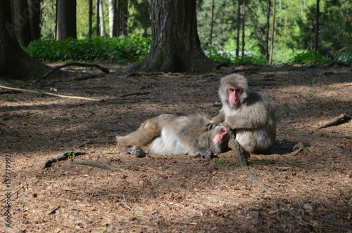 macaques grooming