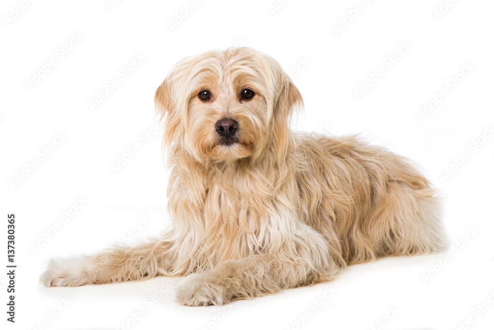 Niedlicher Mischlingshund