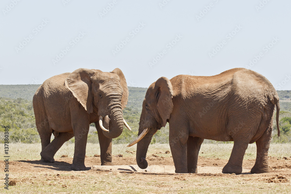 Fototapeta premium Two African elephants at a water hole