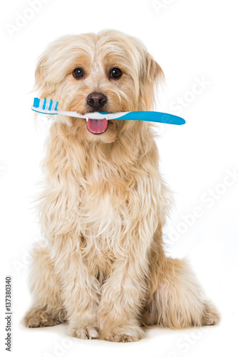 Fototapeta Naklejka Na Ścianę i Meble -  Hund mit Zahnbürste
