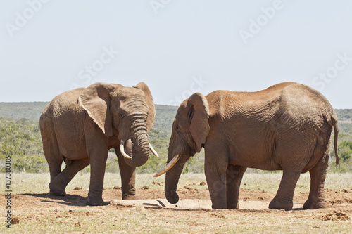 Two African elephants at a water hole