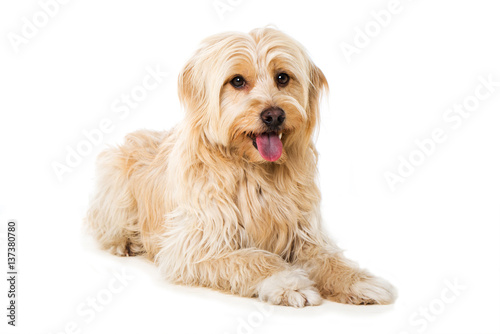 Fototapeta Naklejka Na Ścianę i Meble -  Hechelnder Hund
