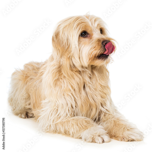 Fototapeta Naklejka Na Ścianę i Meble -  Hund schleckt sich das Maul