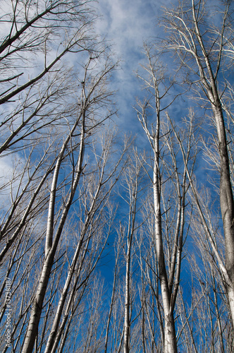 Upward perspective view of trees on a dynamic blue sky background
