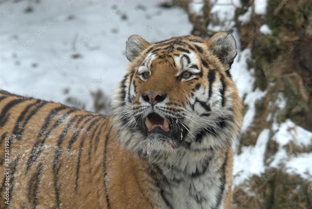 Obraz premium Sibirischer Tiger