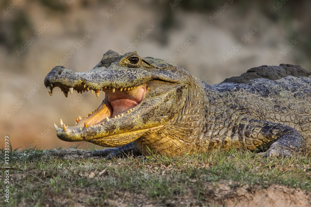 Fototapeta premium Black caiman cooling down with open mouth, facing, Pantanal, Brazil