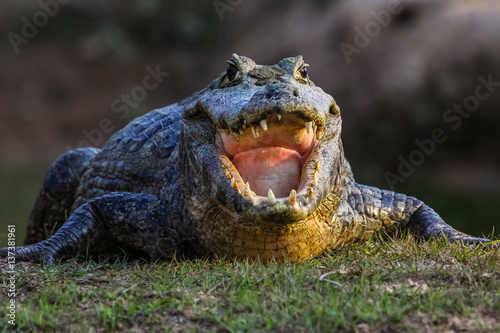 Vászonkép Black caiman cooling down with open mouth, facing, Pantanal, Brazil