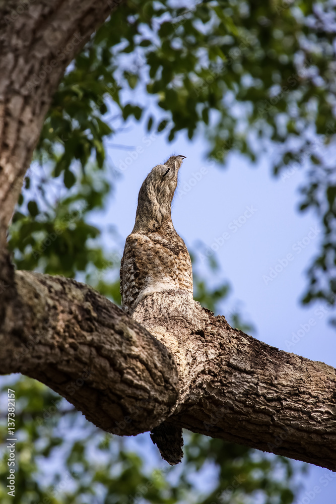 Rare Great potoo hardly to differ of the tree trunk, perfect camouflage, Pantanal, Brazil Rare Great potoo hardly to differ of the tree trunk, perfect camouflage, Pantanal, Brazil