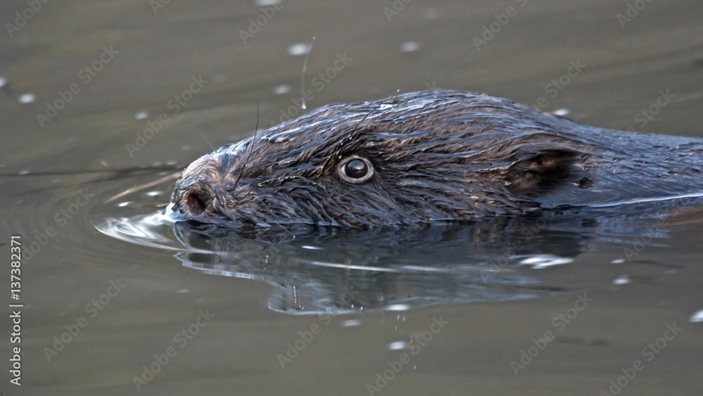 Close-up of floating beaver. Eurasian beaver (Castor fiber), male.