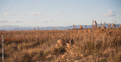 Landscape in reeds
