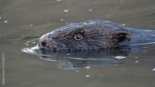 Close-up of floating beaver. Eurasian beaver (Castor fiber), male.